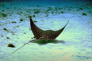 International Diving Centre Eagle Ray