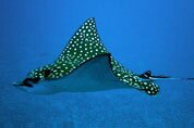 Scuba diving holidays in Cancun - Mexico