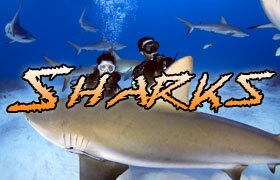 scuba diving with sharks