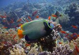 Scuba diving in Sharm El Sheikh